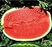 Foto Melone - Wassermelone Calsweet - Gewicht: 10-15kg - 10 Samen