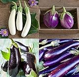 David's Garden Seeds Collection Set Eggplant 4432 (Multi) 4 Varieties 200 Non-GMO, Open Pollinated Seeds Photo, best price $16.95 ($4.24 / Count) new 2024