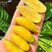 Foto 20 unids/bolsa Citrus Australasica Seeds, arbusto lleno de vitalidad bajo en grasa, semillas de limas para plantar en casa jardín exterior 1 Semilla