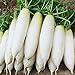 Foto 100 teile/tasche von Samen Quelle von Magnesium, leicht zu kultivieren hohe Keimrate der weißen George natürlichen Obstsamen für den Garten für den Gartenhaus Karottensamen Einheitsgröße