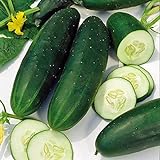Cucumber, Straight Eight Cucumber Seeds, Heirloom, 25 Seeds, Great for Salads/Snack Photo, best price $1.99 ($0.08 / Count) new 2024