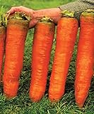 Seeds Carrot Red Giant Vegetable for Planting Heirloom Non GMO - 1000 Seeds Photo, best price $7.99 new 2024