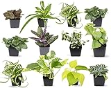 Easy to Grow Houseplants (12 Pack) Live House Plants in Plant Containers, Growers Choice Plant Set in Planters with Potting Soil Mix, Home Décor Planting Kit or Outdoor Garden Gifts by Plants for Pets Photo, best price $38.33 ($3.19 / Count) new 2024
