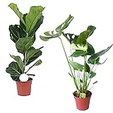 Zimmerpflanze 2er Pflanzen-Set Geigenfeige und Fensterblatt | Ficus Lyrata + Monstera Deliciosa  | Lieferhöhe: 60 cm und 80 cm | 2 Stück Topf Ø 17cm Foto, bester Preis 39,99 € neu 2024