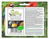 Stk - 15x Zierkürbis kleine Früchte gemischt- Patisson Samen Gemüse KS475 - Seeds Plants Shop Samenbank Pfullingen Patrik Ipsa Foto, bester Preis 3,73 € (0,25 € / stück) neu 2024