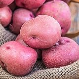 Red Pontiac Seed Potato - Everybody's Favorite Red Potato - Includes one 2-lb Bag - Can't Ship to States of ID, ME, MT, or NE Photo, best price $17.50 new 2024