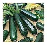 David's Garden Seeds Zucchini Black Beauty 1454 (Green) 50 Non-GMO, Heirloom Seeds Photo, best price $3.45 new 2024