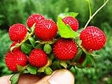 Wild Strawberry Seeds - 1000+ Sweet Wild Strawberry Seeds for Planting - Fragaria Vesca Seeds - Heirloom Non-GMO Edible Berry Fruit Garden Seeds Photo, best price $10.99 ($0.01 / Count) new 2024