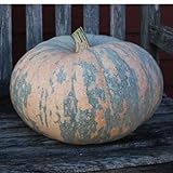 10 Iran, Pumpkin Seed (Calabaza) Jumbo Squash,50 Plus Pound Fruits Photo, best price $9.95 new 2024