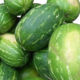 Rießen Wassermelone 10 Korn (Rar) >>>Fruchtgewicht von 12 bis 16 kg<<< Foto, bester Preis 2,49 € neu 2024