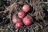 Simply Seed - 5 LB - Dark Red Norland Potato Seed - Non GMO - Naturally Grown - Order Now for Spring Planting Photo, best price $16.99 ($0.21 / Ounce) new 2024