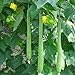 Foto Semillas para jardinería, 10 piezas de semillas de luffa largas de esponja de pepino, calabaza verde vegetal de granja