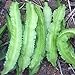 Foto Semillas aladas Bean, 20Pcs / bolso Semillas de frijol alado frío tenaz intolerante con alas natural de frijol semillas de hortalizas para el jardín