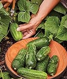 Burpee Supremo Pickling Cucumber Seeds 30 seeds Photo, best price $7.82 new 2024