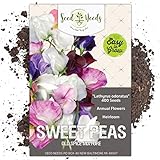 Seed Needs, Old Spice Sweet Pea (Lathyrus odoratus) Bulk Pack of 400 Seeds Photo, best price $8.99 ($0.02 / Count) new 2024