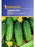 Kiepenkerl Salatgurke DelikateÃŸ Foto, bester Preis 1,82 € neu 2024
