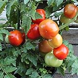 Rotkäppchen Tomatensamen für ca. 20 Pflanzen - alte, deutsche Buschtomate Foto, bester Preis 1,79 € (0,09 € / stück) neu 2024