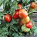 Foto Rotkäppchen Tomatensamen für ca. 20 Pflanzen - alte, deutsche Buschtomate