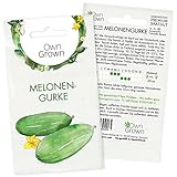 Mini Gurken Samen: 5 Snackgurken Samen für die Melonengurke Carosello – Samen Gemüse für Gurken Pflanzen – Gurken Saatgut – Gemüse Samen OwnGrown Foto, bester Preis 2,95 € neu 2024