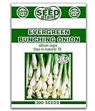 Evergreen Bunching Onion Seeds - 300 Seeds Non-GMO Photo, best price $1.89 new 2024