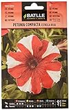 Petunia Compacta Estrella ROJA Foto, mejor precio 1,88 € nuevo 2024