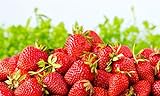 Sweet Red Strawberry Seeds 300pcs for Home Garden Planting Photo, best price $8.99 ($0.03 / Count) new 2024