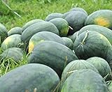 Florida Giant Melon Large Southern Heirloom Watermelon bin4 (100 Seeds, or 1/2 oz) Photo, best price $7.99 new 2024