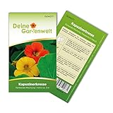 Kapuzinerkresse Rankende Mischung Samen - Tropaeolum majus - Kapuzinerkressesamen - Blumensamen - Saatgut für 15 Pflanzen Foto, bester Preis 1,99 € (0,13 € / stück) neu 2024