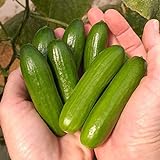 Park Seed Mini-Me F1 Organic Cucumber Seeds, Snack-Size Mini Cucumbers, Pack of 10 Seeds Photo, best price $11.95 new 2024