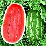 KIRA SEEDS - Giant Astrakhan Watermelon 11 lbs - Fruits for Planting - GMO Free Photo, best price $6.96 ($0.23 / Count) new 2024
