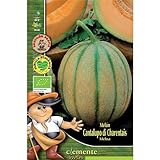 Semillas ecológicas de Melon Cantalupo Di Charentais Foto, mejor precio 4,42 € nuevo 2024
