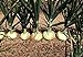 Foto 200 piezas de semillas de cebolla dulce Semillas de reliquia no transgénicas que crecen al aire libre La cebolla blanca también se puede utilizar para decorar el jardín