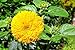 Photo 200 graines YeGarden Flower Ours en peluche tournesol SEMI-NAIN
