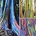 Foto 200 Piezas Semillas De Eucalipto Fuerte Adaptabilidad A La Siembra Fácil De Cuidar Adecuado Para Principiantes Eucalyptus Arcoíris Especies Raras Siembra En Interiores Durante Todo El Año