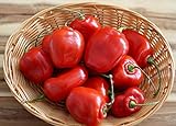 Hot Chili Pfeffer Rocoto Rot - Manzano - Pepper - 10 Samen Foto, bester Preis 1,60 € neu 2024