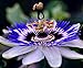 Photo CEMEHA SEEDS - Passionflower Purple Vine Wild Apricot Maypop Indoor Exotic Perennial Flowers for Planting