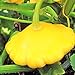 Photo TomorrowSeeds - Sunburst Yellow Patty Pan Seeds - 60+ Count Packet - Bush Scallop Squash Summer Golden Patisson Patison Lemon Scallopini