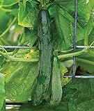 Burpee Sweet Success Slicing Cucumber Seeds 20 seeds Photo, best price $8.64 ($0.43 / Count) new 2024