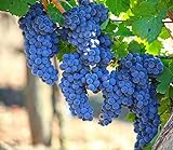 Grape Seeds for Planting| 100 Seeds Packet Photo, best price $8.99 ($0.09 / Count) new 2024