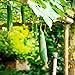 Foto 100 Piezas Semillas De Lufa Sin OGM Heirloom Semillas De Verduras Verdes Colgando Escalada Vid Hogar Jardín Plantar Vegetales Esponja Calabaza