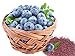 Photo Homegrown Non GMO Blueberry Seeds, Echo (250)