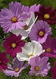 TROPICA - Mélange Cosmos bipenné (Cosmos bipinnatus) - 100 graines - Fleurs d'été Photo, meilleur prix 4,39 € nouveau 2024