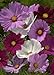 Photo TROPICA - Mélange Cosmos bipenné (Cosmos bipinnatus) - 100 graines - Fleurs d'été