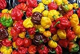25 seeds SCOTCH BONNET PEPPER SEEDS-(Caribbean Mix) - RED,YELLOW,AND CHOCOLATE Photo, best price $6.95 ($0.28 / Count) new 2024