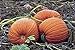 Photo PlenTree Graines de citrouille, or mammouth, Heirloom, organiques, non Ogm 25+ graines, grosses Pumpkins