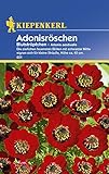 Sperli Blumensamen Adonisröschen Blutströpfchen, grün Foto, bester Preis 1,90 € neu 2024