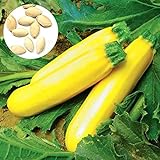 50 semillas de calabacín amarillo unids/bolsa fácil de crecer deliciosas verduras mini jardín decorar su patio Semillas de calabacín Foto, mejor precio 0,83 € nuevo 2024
