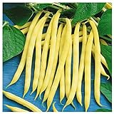 Everwilde Farms - 1/4 Lb Organic Golden Wax Yellow Bean Seeds - Gold Vault Photo, best price $7.96 new 2024