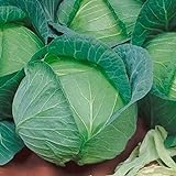 Late Flat Dutch Cabbage Seeds (60+ Seed Package) Photo, best price $6.69 new 2024