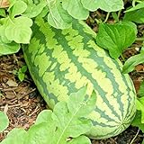 Congo Watermelon Seeds XXL Extra Sweet Non-GMO Organic Huge 30-50Lbs Garden rsc2a1r (25+ Seeds) Photo, best price $8.72 new 2024